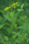 Thaspium trifoliatum (L.) Gray