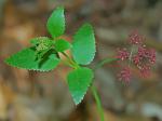 Thaspium trifoliatum (L.) Gray