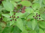 Thaspium trifoliatum (L.) Gray