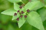 Thaspium trifoliatum (L.) Gray