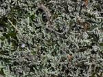 Thelia asprella (Schimp.) Sull.