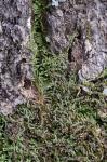 Thelia asprella (Schimp.) Sull.