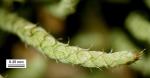 Thelia asprella (Schimp.) Sull.