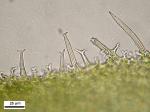 Thelia asprella (Schimp.) Sull.