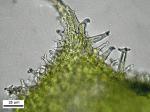 Thelia asprella (Schimp.) Sull.