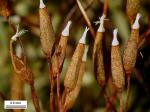Thelia asprella (Schimp.) Sull.
