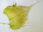 Thelia hirtella (Hedw.) Sull.