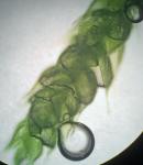 Thelia hirtella (Hedw.) Sull.