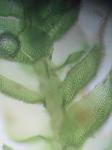 Thelia hirtella (Hedw.) Sull.