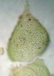Thelia hirtella (Hedw.) Sull.