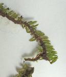 Thelia hirtella (Hedw.) Sull.