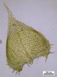 Thelia hirtella (Hedw.) Sull.