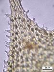 Thelia hirtella (Hedw.) Sull.