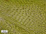 Thelia hirtella (Hedw.) Sull.