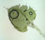 Thelia lescurii Sullivant
