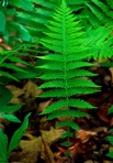 Amauropelta noveboracensis (L.) S.E. Fawcett & A.R. Smith