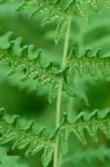 Thelypteris palustris Schott var. pubescens (Lawson) Fern.