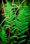 Thelypteris palustris Schott var. pubescens (Lawson) Fern.