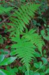 Coryphopteris simulata (Davenport) S.E. Fawcett