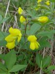 Thermopsis mollis (Michx.) M.A. Curtis ex Gray