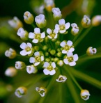 Mummenhoffia alliacea (L.) Esmailbegi & Al-Shehbaz
