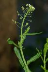 Mummenhoffia alliacea (L.) Esmailbegi & Al-Shehbaz
