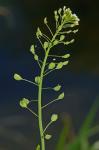 Mummenhoffia alliacea (L.) Esmailbegi & Al-Shehbaz
