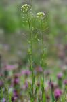 Mummenhoffia alliacea (L.) Esmailbegi & Al-Shehbaz