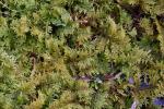 Thuidium delicatulum (Hedw.) Schimp.