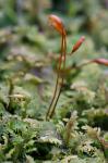 Thuidium delicatulum (Hedw.) Schimp.