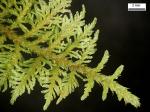 Thuidium delicatulum (Hedw.) Schimp.