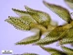 Thuidium delicatulum (Hedw.) Schimp.