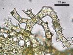 Thuidium delicatulum (Hedw.) Schimp.