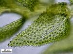 Thuidium delicatulum (Hedw.) Schimp.