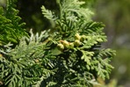 Thuja occidentalis L.