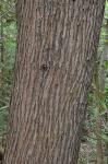 Thuja occidentalis L.