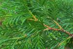 Thuja occidentalis L.