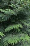 Thuja occidentalis L.