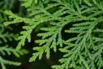 Thuja occidentalis L.