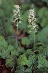 Tiarella stolonifera Nesom
