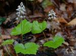 Tiarella stolonifera Nesom