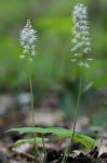 Tiarella stolonifera Nesom