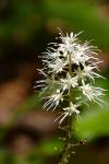 Tiarella stolonifera Nesom