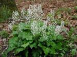 Tiarella cordifolia L.