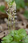 Tiarella cordifolia L.