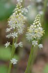 Tiarella cordifolia L.