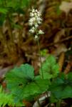 Tiarella cordifolia L.