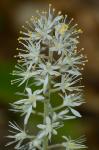 Tiarella cordifolia L.