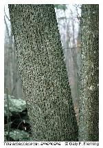 Tilia americana L.