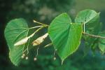 Tilia americana L. var. americana